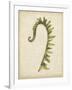 Fiddlehead Ferns IV-Jennifer Goldberger-Framed Art Print