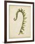 Fiddlehead Ferns IV-Jennifer Goldberger-Framed Art Print