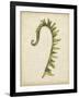 Fiddlehead Ferns IV-Jennifer Goldberger-Framed Art Print