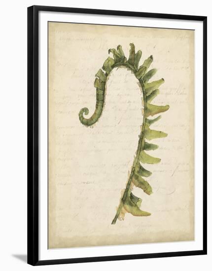 Fiddlehead Ferns IV-Jennifer Goldberger-Framed Art Print