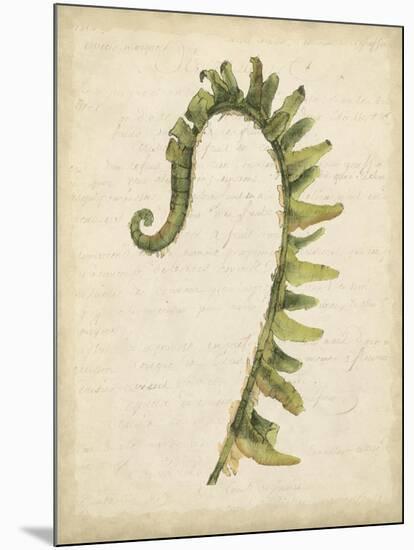 Fiddlehead Ferns IV-Jennifer Goldberger-Mounted Art Print