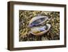 Fiddler crab male, hiding in an old shell at Ha Pak Nai mudflat, Hong Kong, China.-Magnus Lundgren / Wild Wonders of China-Framed Photographic Print