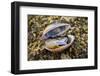 Fiddler crab male, hiding in an old shell at Ha Pak Nai mudflat, Hong Kong, China.-Magnus Lundgren / Wild Wonders of China-Framed Photographic Print