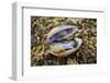 Fiddler crab male, hiding in an old shell at Ha Pak Nai mudflat, Hong Kong, China.-Magnus Lundgren / Wild Wonders of China-Framed Photographic Print