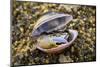 Fiddler crab male, hiding in an old shell at Ha Pak Nai mudflat, Hong Kong, China.-Magnus Lundgren / Wild Wonders of China-Mounted Photographic Print