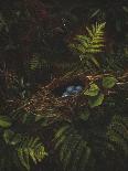 Thrushes by their Nest-Fidelia Bridges-Framed Giclee Print