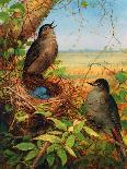 Thrushes by their Nest-Fidelia Bridges-Framed Stretched Canvas