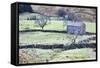 Field Barn and Dry Stone Walls in Garsdale-Mark-Framed Stretched Canvas