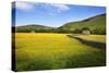 Field Barns and Buttercup Meadows at Muker-Mark Sunderland-Stretched Canvas