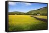 Field Barns and Buttercup Meadows at Muker-Mark Sunderland-Framed Stretched Canvas