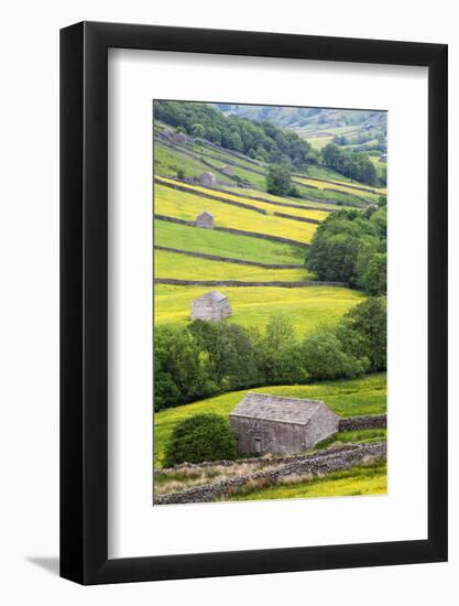 Field Barns in Buttercup Meadows Near Thwaite in Swaledale-Mark Sunderland-Framed Photographic Print