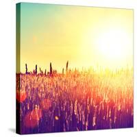 Field, Beautiful Nature Sunset Landscape-Subbotina Anna-Stretched Canvas