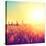 Field, Beautiful Nature Sunset Landscape-Subbotina Anna-Stretched Canvas