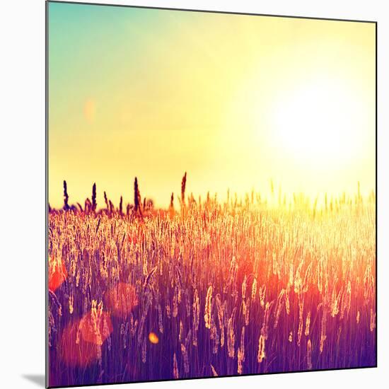 Field, Beautiful Nature Sunset Landscape-Subbotina Anna-Mounted Photographic Print