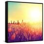 Field, Beautiful Nature Sunset Landscape-Subbotina Anna-Framed Stretched Canvas