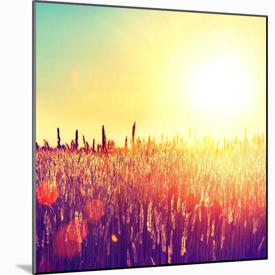 Field, Beautiful Nature Sunset Landscape-Subbotina Anna-Mounted Art Print