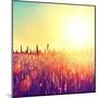 Field, Beautiful Nature Sunset Landscape-Subbotina Anna-Mounted Art Print