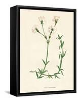 'Field Chickweed', c1891, (1891)-Anne Pratt-Framed Stretched Canvas