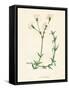 'Field Chickweed', c1891, (1891)-Anne Pratt-Framed Stretched Canvas