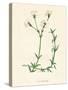 'Field Chickweed', c1891, (1891)-Anne Pratt-Stretched Canvas