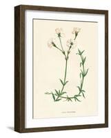 'Field Chickweed', c1891, (1891)-Anne Pratt-Framed Giclee Print