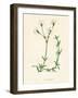 'Field Chickweed', c1891, (1891)-Anne Pratt-Framed Giclee Print