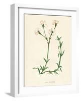 'Field Chickweed', c1891, (1891)-Anne Pratt-Framed Giclee Print