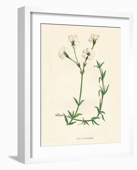 'Field Chickweed', c1891, (1891)-Anne Pratt-Framed Giclee Print