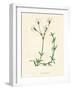 'Field Chickweed', c1891, (1891)-Anne Pratt-Framed Giclee Print