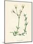 'Field Chickweed', c1891, (1891)-Anne Pratt-Mounted Giclee Print