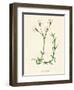 'Field Chickweed', c1891, (1891)-Anne Pratt-Framed Giclee Print