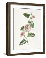 Field Convolvulus-Gwendolyn Babbitt-Framed Art Print