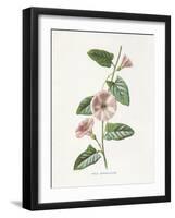 Field Convolvulus-Gwendolyn Babbitt-Framed Art Print