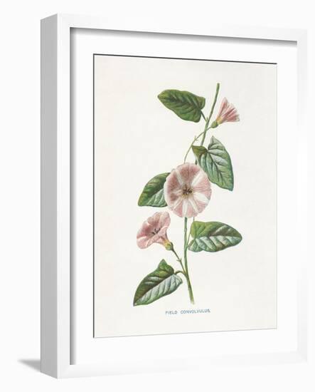 Field Convolvulus-Gwendolyn Babbitt-Framed Art Print