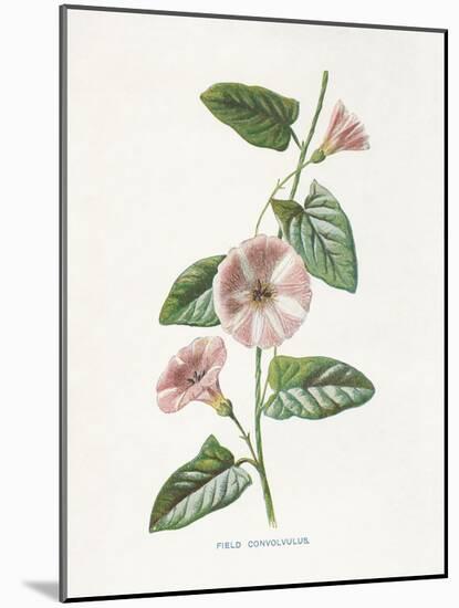 Field Convolvulus-Gwendolyn Babbitt-Mounted Art Print