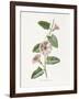 Field Convolvulus-Gwendolyn Babbitt-Framed Art Print