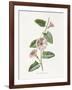 Field Convolvulus-Gwendolyn Babbitt-Framed Art Print