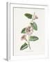 Field Convolvulus-Gwendolyn Babbitt-Framed Art Print