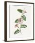 Field Convolvulus-Gwendolyn Babbitt-Framed Art Print