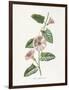 Field Convolvulus-Gwendolyn Babbitt-Framed Art Print