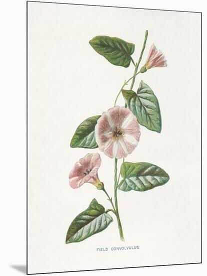 Field Convolvulus-Gwendolyn Babbitt-Mounted Art Print