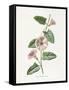 Field Convolvulus-Gwendolyn Babbitt-Framed Stretched Canvas