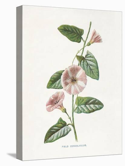 Field Convolvulus-Gwendolyn Babbitt-Stretched Canvas