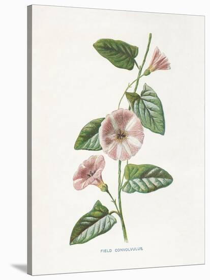 Field Convolvulus-Gwendolyn Babbitt-Stretched Canvas