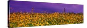 Field Coreopsis Flowers, Texas, USA-null-Stretched Canvas
