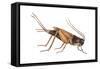 Field Cricket (Gryllus Assimilis), Insects-Encyclopaedia Britannica-Framed Stretched Canvas