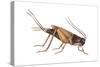 Field Cricket (Gryllus Assimilis), Insects-Encyclopaedia Britannica-Stretched Canvas