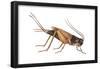 Field Cricket (Gryllus Assimilis), Insects-Encyclopaedia Britannica-Framed Poster