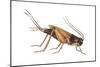 Field Cricket (Gryllus Assimilis), Insects-Encyclopaedia Britannica-Mounted Poster