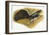 Field Cricket Gryllus Campestris-null-Framed Giclee Print